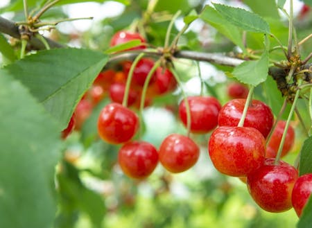 中野市はブドウ、リンゴ、桃、サクランボなどフルーツ栽培が盛ん