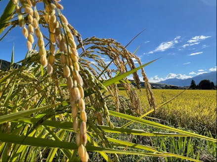 2024年度はお米(特別栽培米)の給食導入をはじめていきます！