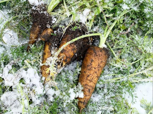 雪下ニンジン