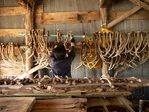 先輩協力隊の一人、エゾシカ角の彫刻家の倉庫。