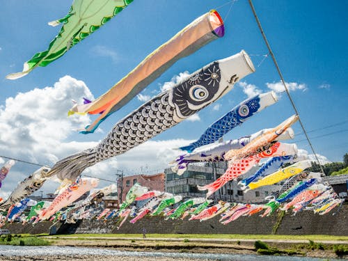 約500匹の「加茂川を泳ぐ鯉のぼり」は春の風物詩
