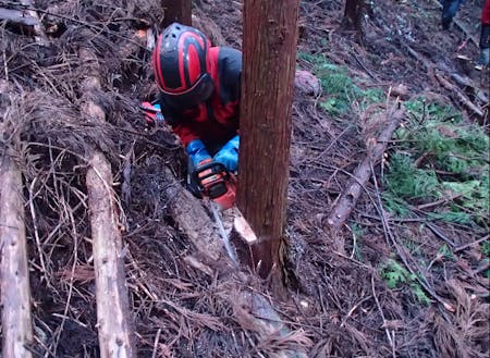 チェンソーを使った間伐の様子