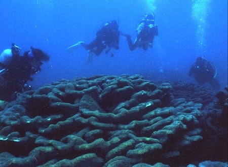 世界最大の群落規模を誇るオオスリバチサンゴとダイビング