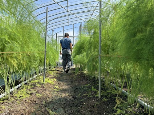 壱岐島のアスパラ農家