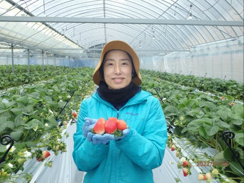 いちごを栽培する先輩移住者