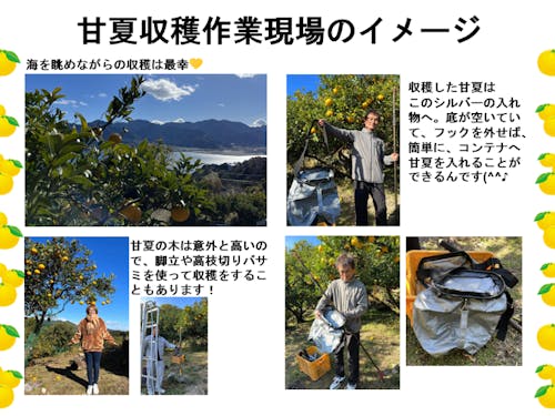 甘夏収穫作業現場のイメージ