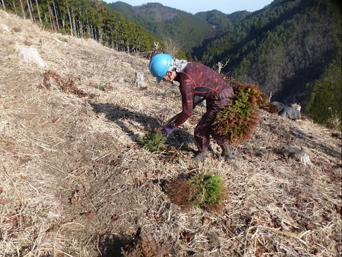 苗を植えている様子