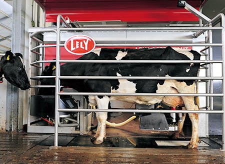 搾乳ロボット：中に牛が入ると、機械が個体情報を識別して全自動で搾乳してくれます