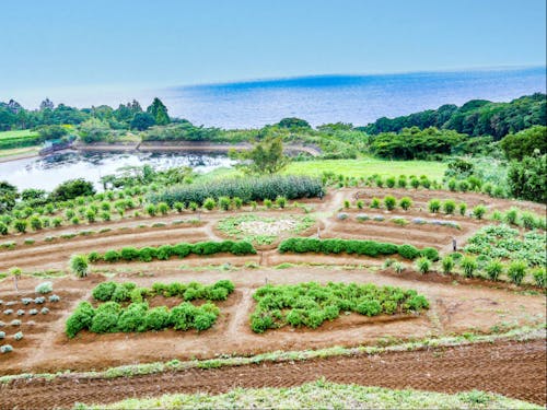 絶景ハーブ園でハーブ体験