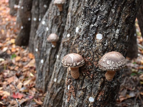 伝統産業であり循環型産業でもある原木しいたけ栽培