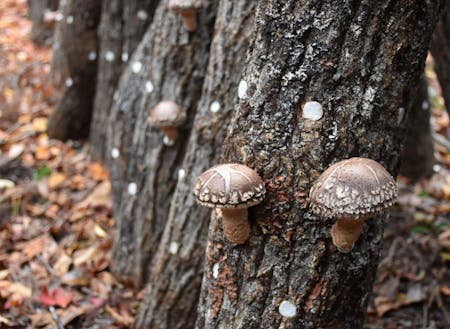 伝統産業であり循環型産業でもある原木しいたけ栽培