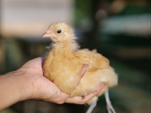 有精卵から孵化させた名古屋コーチンの雛