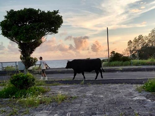 牛の散歩