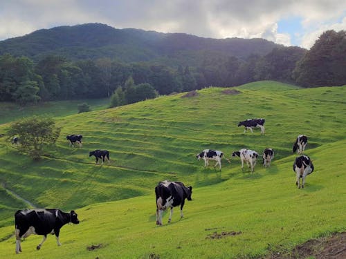 起伏に富んだ緑の絨毯を自由気ままに歩く牛さんたち♪