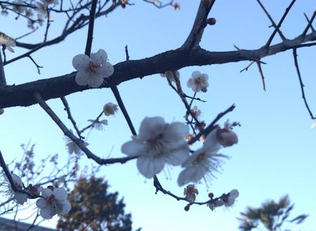 苔香居に咲く梅の花