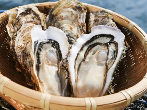 釜石の牡蠣は、大きくて肉厚な身とクリーミーな味わい。