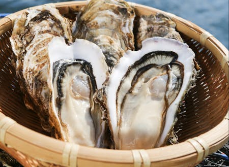 釜石の牡蠣は、大きくて肉厚な身とクリーミーな味わい。