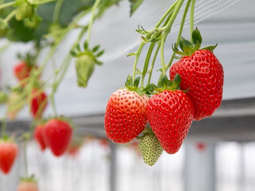 樹皮とおがくずを利用したいちごの高設栽培