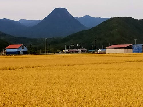 稲刈り間際の水田と黄金山