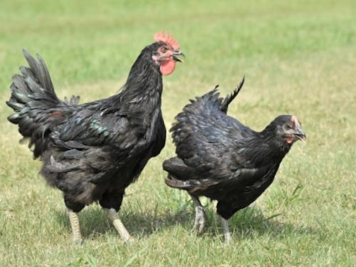 オリジナル地鶏「長州黒かしわ」