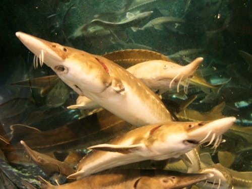 美深町特産品のチョウザメ!