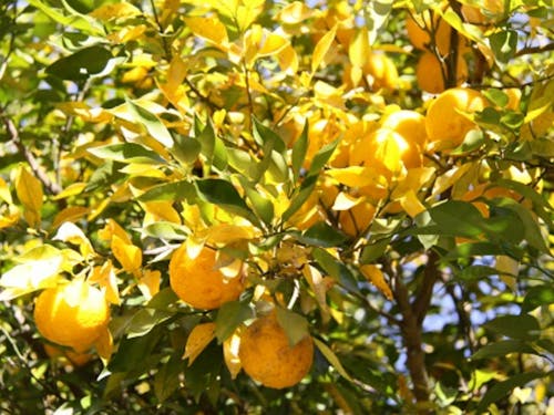 茂木町の誇るおいしい恵み、ゆず!