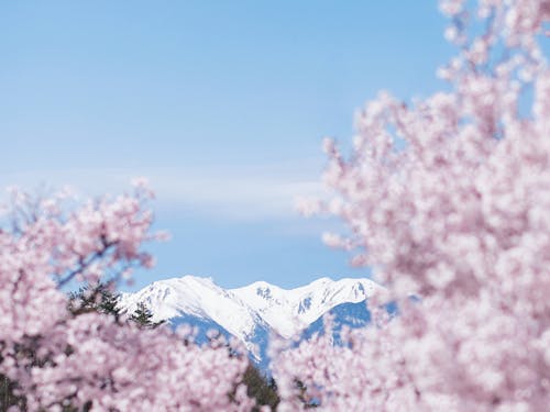 高遠の桜と、中央アルプス