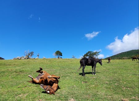 引退馬も自然の中でのびのび放牧
