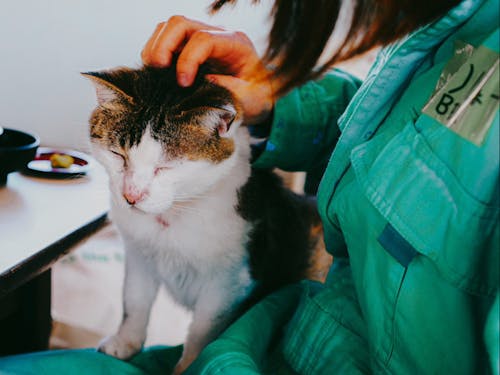 牛深には猫がたくさん