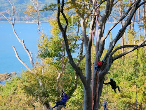 海の見える丘でツリークライミング
