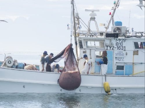射水市 白えび漁観光船