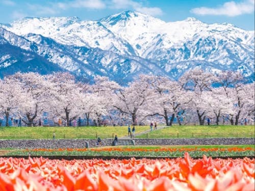 朝日町 あさひ舟川「春の四重奏」