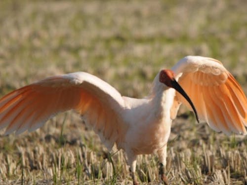 野生復帰した国際保護鳥「トキ」