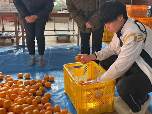 崎みかんの収穫・選別
