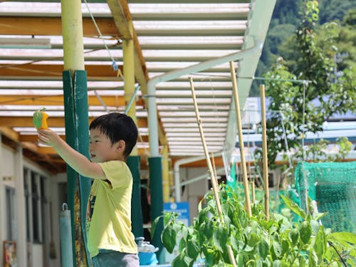 園庭で採れた野菜はすぐに調理室に運ばれ給食で味わいます!