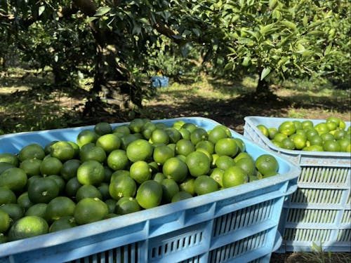 特産品のすだち