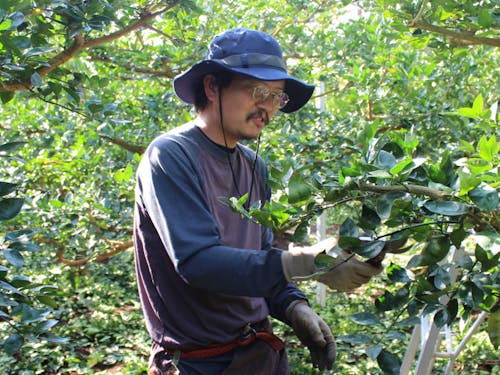 すだちの農業研修