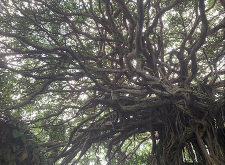 樹齢300年ガジュマル