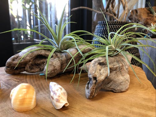 ビーチクリーンで拾った流木とエアープランツ