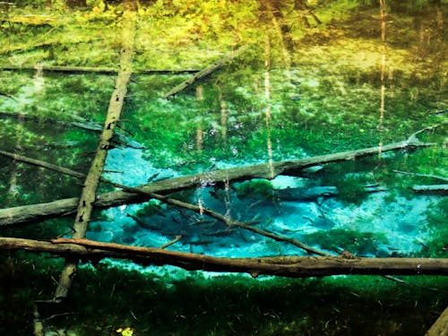 町の観光名所「神の子池」
