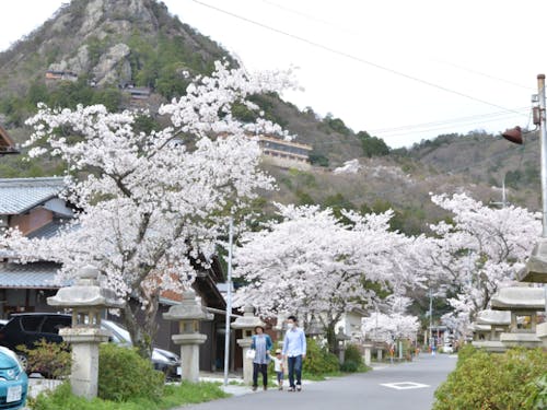 まちのいたるところに桜が咲きます。