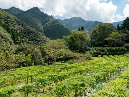 山あいに佇む銀鏡には、地域を守る産業が根付いています。