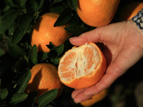 愛情たっぷりに育てられたぽんかんは一粒一粒がずっしりツヤツヤ!