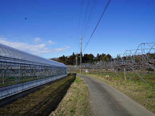 家の前にぶどう棚がある瑞龍町エリア。見渡す限りぶどう園です。