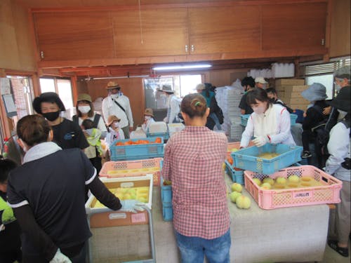 エリアで生産が盛んな桃の集荷場