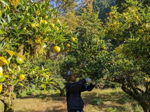 住民の多くが働く「かぐらの里」では、山の気候を活かしてゆずの栽培と加工を行っています。