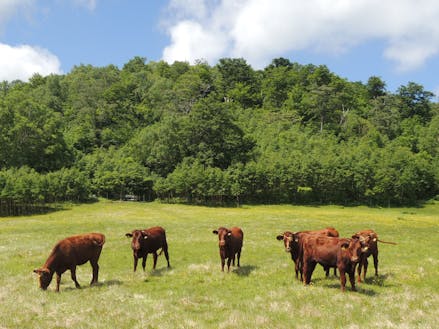 短角牛は春から秋にかけ、山の上に放牧され、独特の景観を作り出します