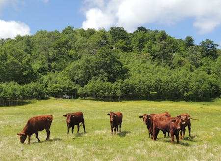 短角牛は春から秋にかけ、山の上に放牧され、独特の景観を作り出します
