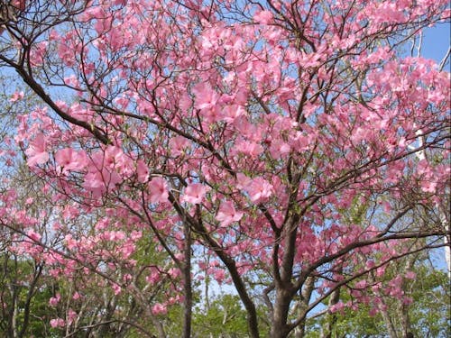 アケボノツツジ