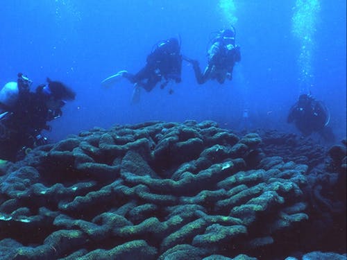 世界最大の群落規模を誇るオオスリバチサンゴとダイビング